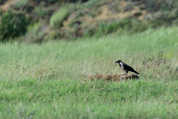 Obraz premium Birds Hooded Crow Corvus cornix in the wild