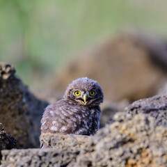 Bird Little owl in natural habitat Athene noctua