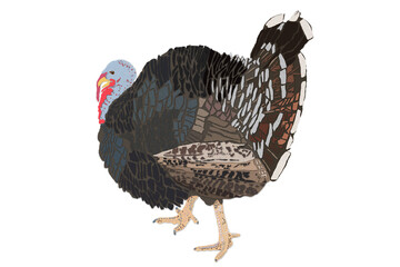 Paper cut out Turkey