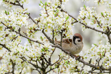 Eurasian tree sparrow, Passer montanus. In the wild