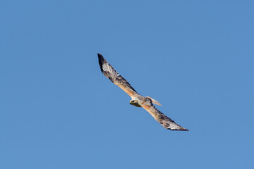 Long-legged Buzzard Buteo rufinus flying in the sky