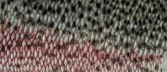 Salmon skin texture. Natural texture in black, gray and pink.