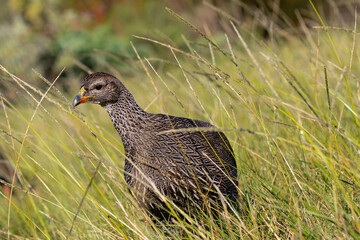 Cape Francolin in long grass