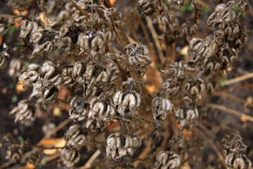 dry brown autumn flowers