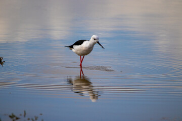 Black-wing Stilt wading in the Estuary