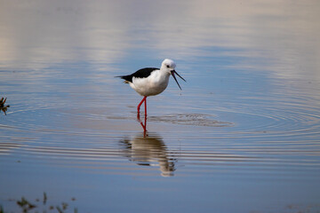 Black-wing Stilt wading in the Estuary