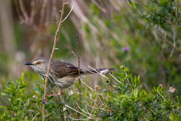 Karoo Prinia posing on shrubs