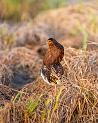 A male ruff (bird) in breeding plumage stands in last year's grass