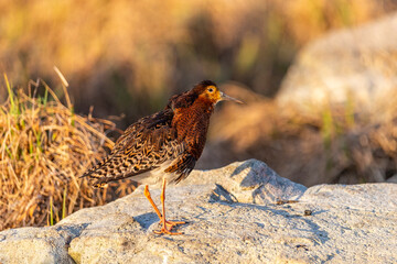 A male ruff (bird) in breeding plumage stands on a large stone. Close-up