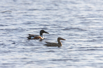 Pair of Northern shoveler - male and female on the lake