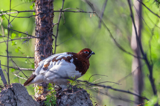 Male Willow ptarmigan in breeding plumage sits on an old stump in the forest