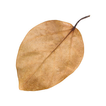 Brown Banyan Tree Leaf Isolated On Transparent Background