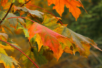 Red and yellow maple leaves in green grass. Autumn leaf fall in the park