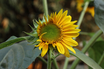 Closeup of a beautiful sunflower bloom in the garden