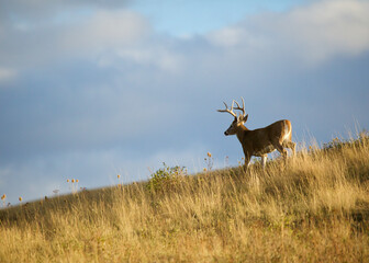 Whitetail Deer - a buck atop a prairie ridge top with a dramatic sky in the background