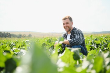 Farmer checking the quality of the crop in a field of sugar-beet - selective focus on the man