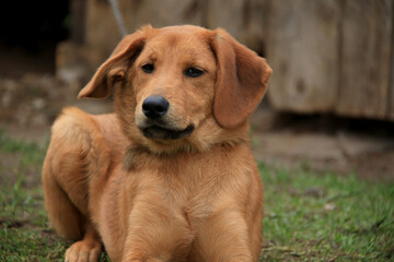 a brown puppy tied to a chain