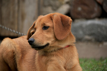 a brown puppy tied to a chain