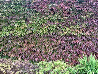 Texture of grass or green hedge juniper