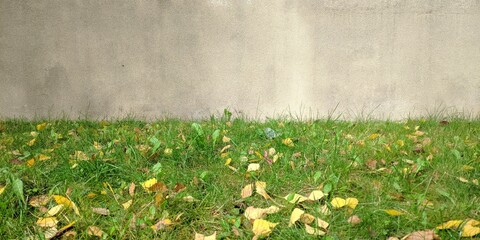 Green lawn with yellow leaves