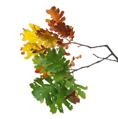 Oak leaves on branch, colorful foliage in autumn isolated on white 