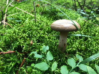 Lone mushroom among the moss