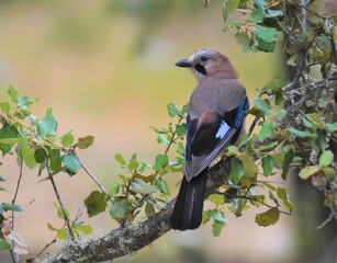 Eurasian jay in France (Corse)