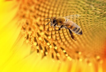 Wild small bee on big yellow flower