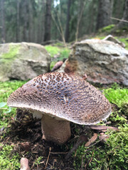 Brown mushroom that resembles a tortoise shell