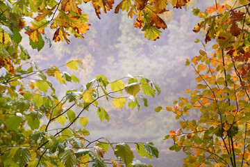 fall rainy forest close up photo with colored oak leafs frame and blue fog on the background