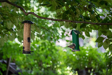 Garden bird tube feeder in a garden full of food