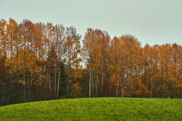 Aspen trees by a field in fall. Rural Toten of Norway a rainy day of October.