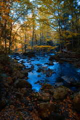 autumn in the forest