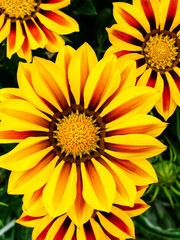 Closeup of Gazanias, Treasure flower or African Daisy, showy brightly colored daisy-like flower
