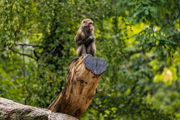 A pensive baboon sits wet on a tree stump, Berlin Zoo, Germany