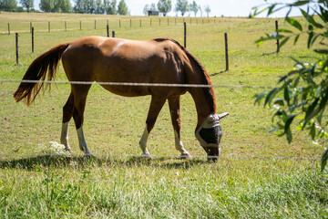 Horse wearing fly mask on a farm