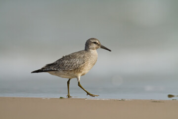 Shorebird - juvenile Calidris canutus, Red Knot on the Baltic Sea shore, migratory bird Poland Europe