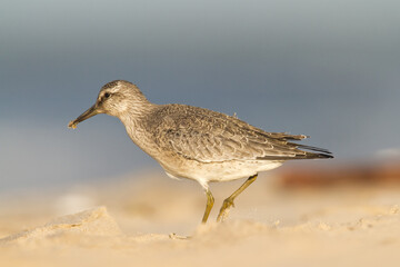 Obraz premium Shorebird - juvenile Calidris canutus, Red Knot on the Baltic Sea shore, migratory bird Poland Europe