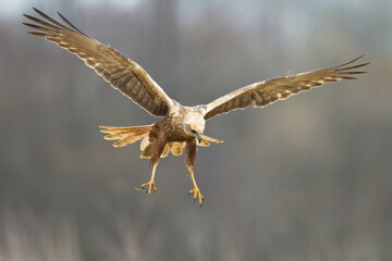 Flying Birds of prey Marsh harrier Circus aeruginosus, hunting time Poland Europe