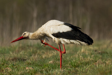 Bird White Stork Ciconia ciconia hunting time early spring in Poland Europe