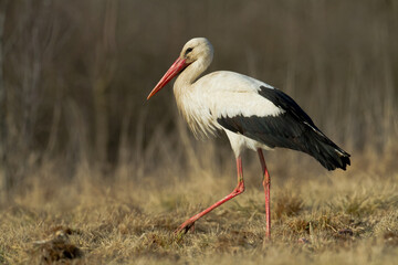 Bird White Stork Ciconia ciconia hunting time early spring in Poland Europe