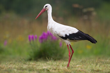 Obraz premium Bird White Stork Ciconia ciconia hunting time early spring in Poland Europe