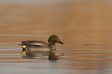 Bird, duck Anas crecca common teal, Poland Europe male