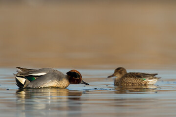 Bird, duck Anas crecca common teal, Poland Europe male