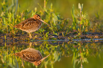 Shore bird Common snipe Gallinago gallinago small bird with long beak, Poland Europe