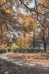 Sunny yellow brown autumn urban park landscape