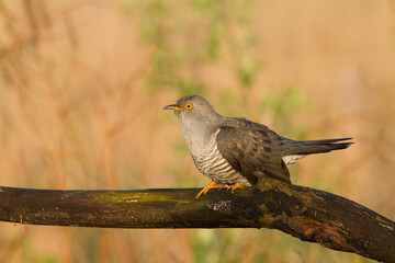 Cuckoo, Cuculus canorus, single bird - male on blurred background	