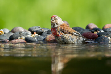 Bird Linnet Carduelis cannabina male, bird is bathing, summer time Poland, Europe green background	