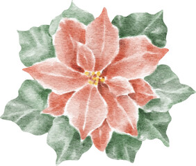 Poinsettia flower illustration