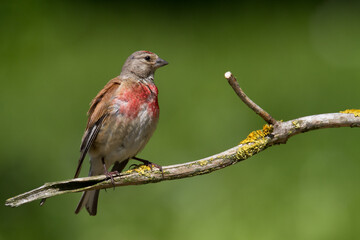 Bird Linnet Carduelis cannabina male, bird is bathing, summer time Poland, Europe green background	